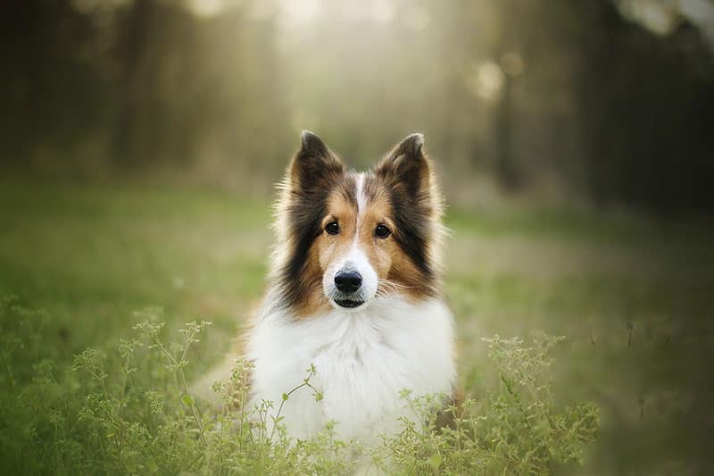 Shetland Sheepdog hondenras