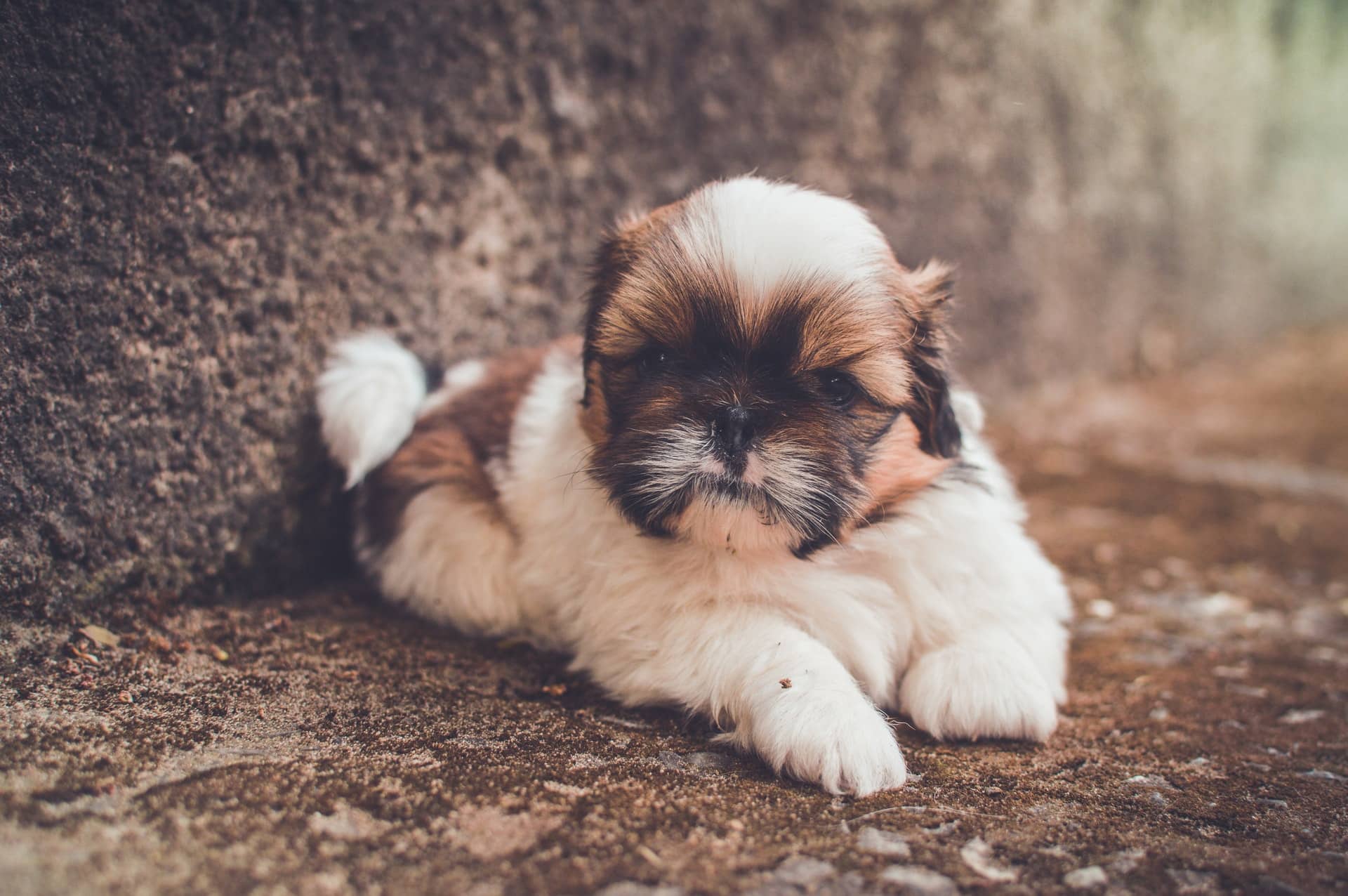 Shih Tzu hondenras