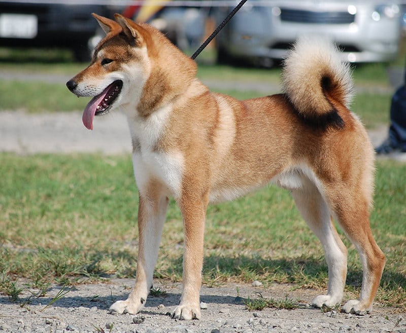 Shikoku hondenras