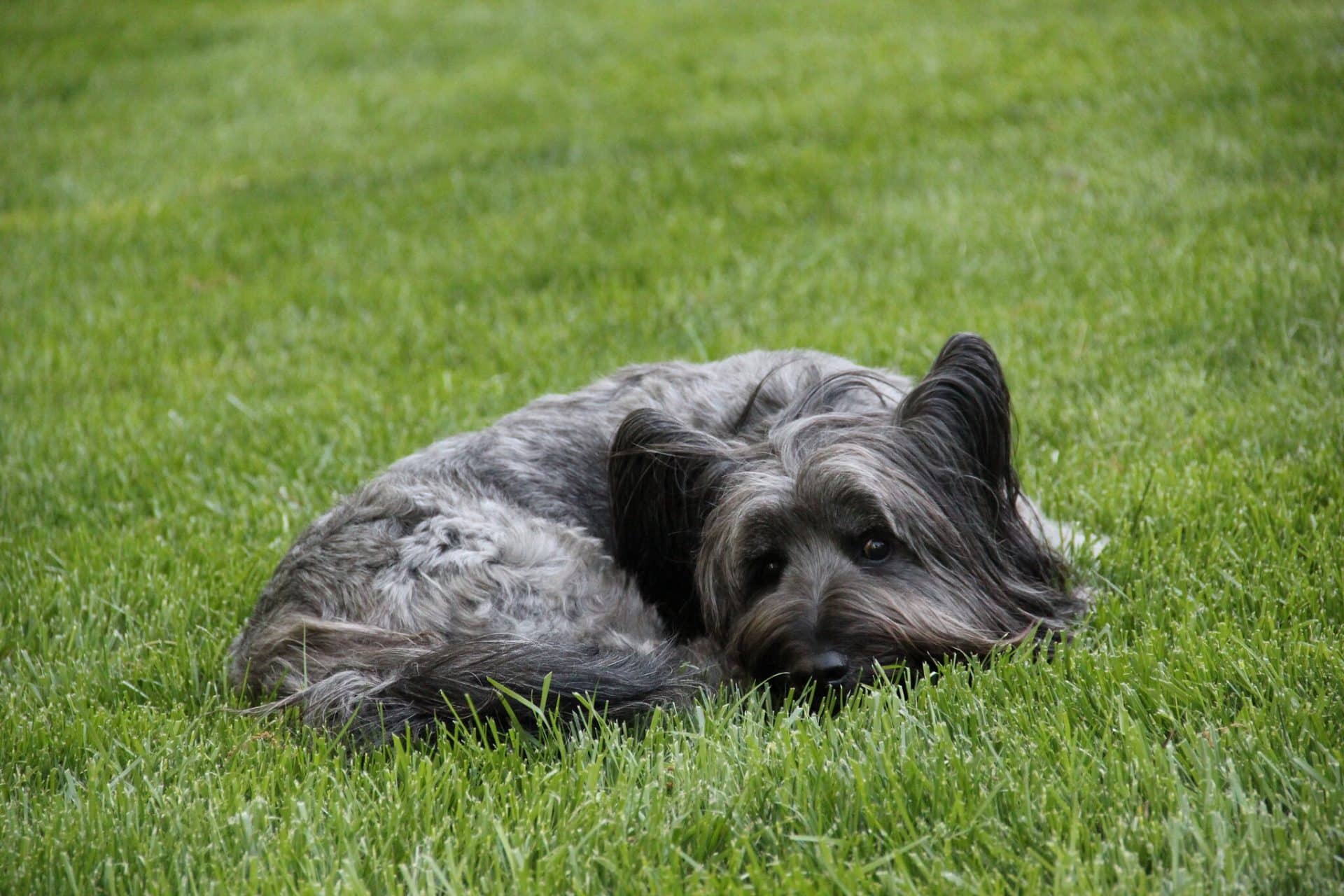 Skye terrier