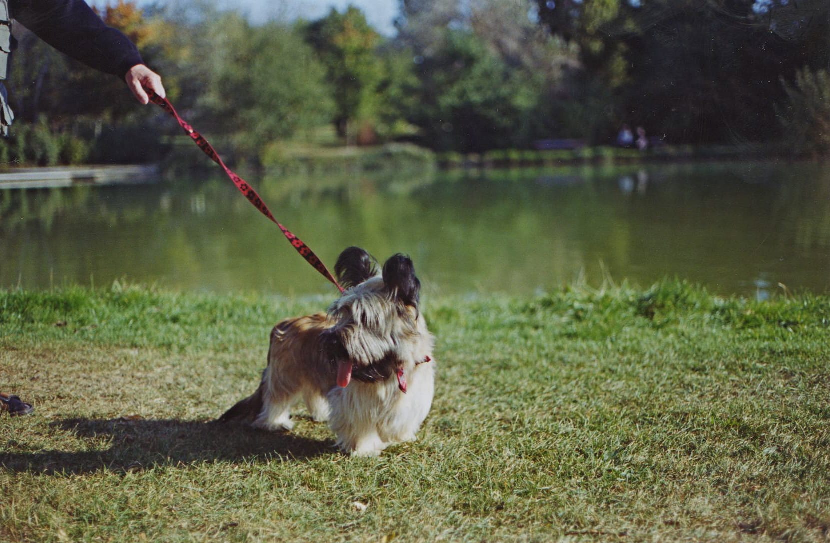 skye terrier hondenras