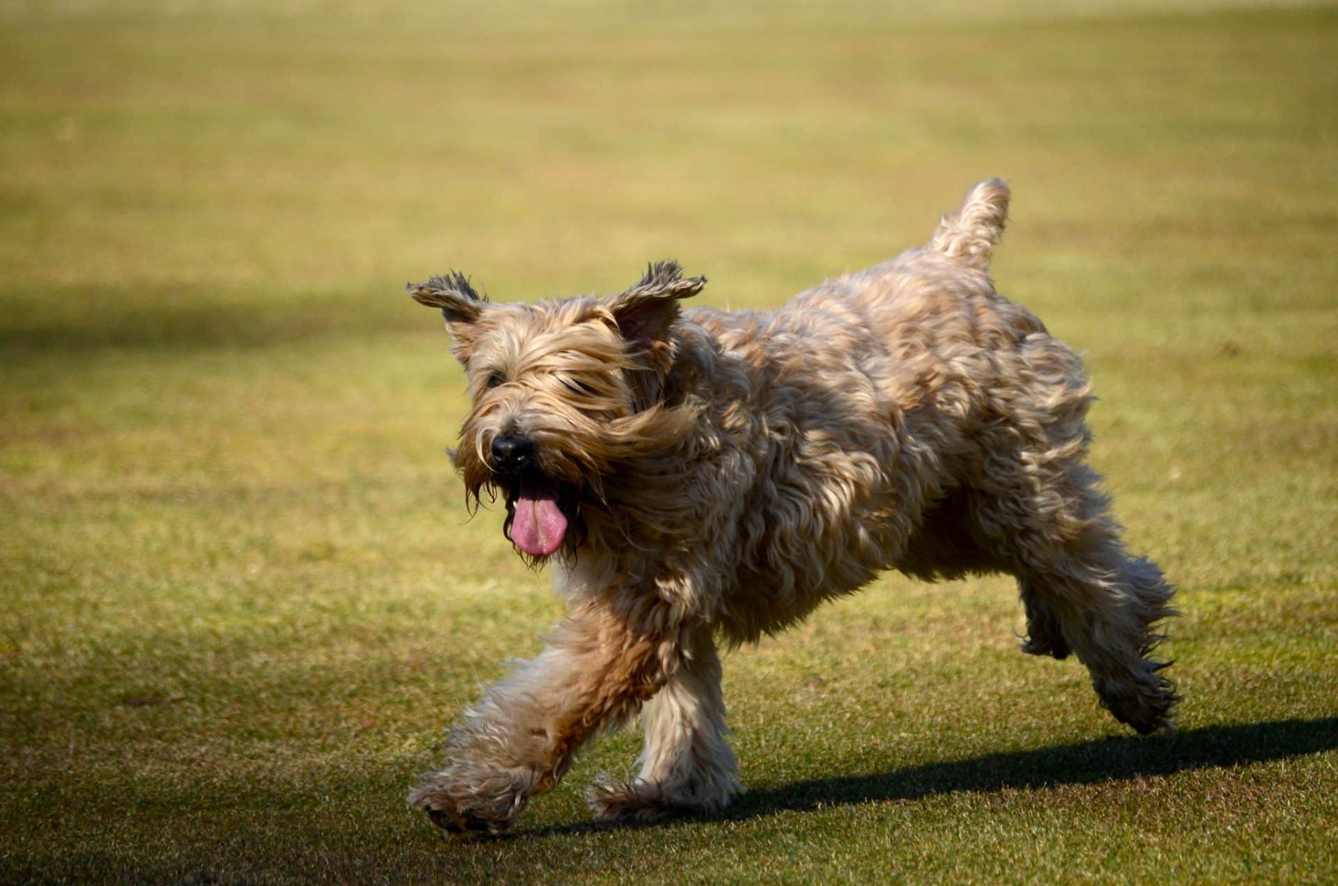 Soft Coated Wheaten Terrier