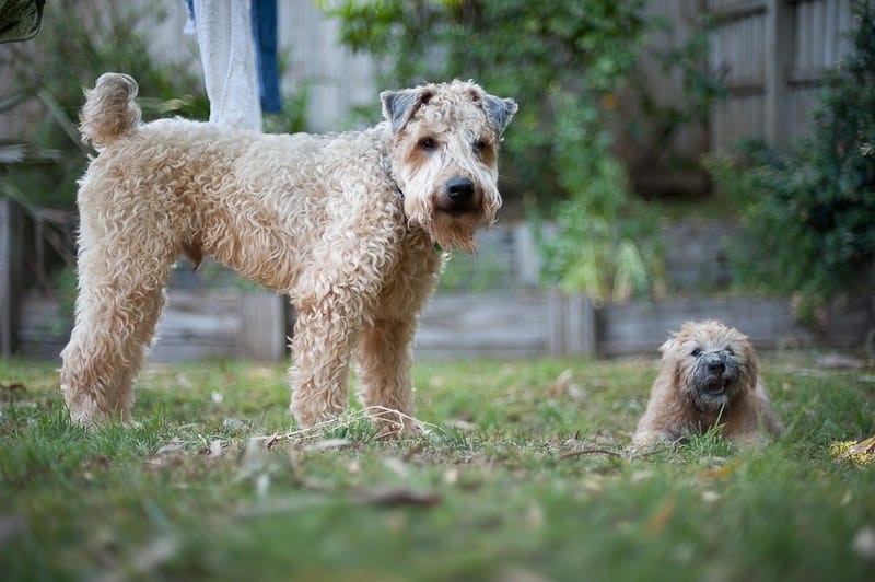 Soft Coated Wheaten Terrier hondenras