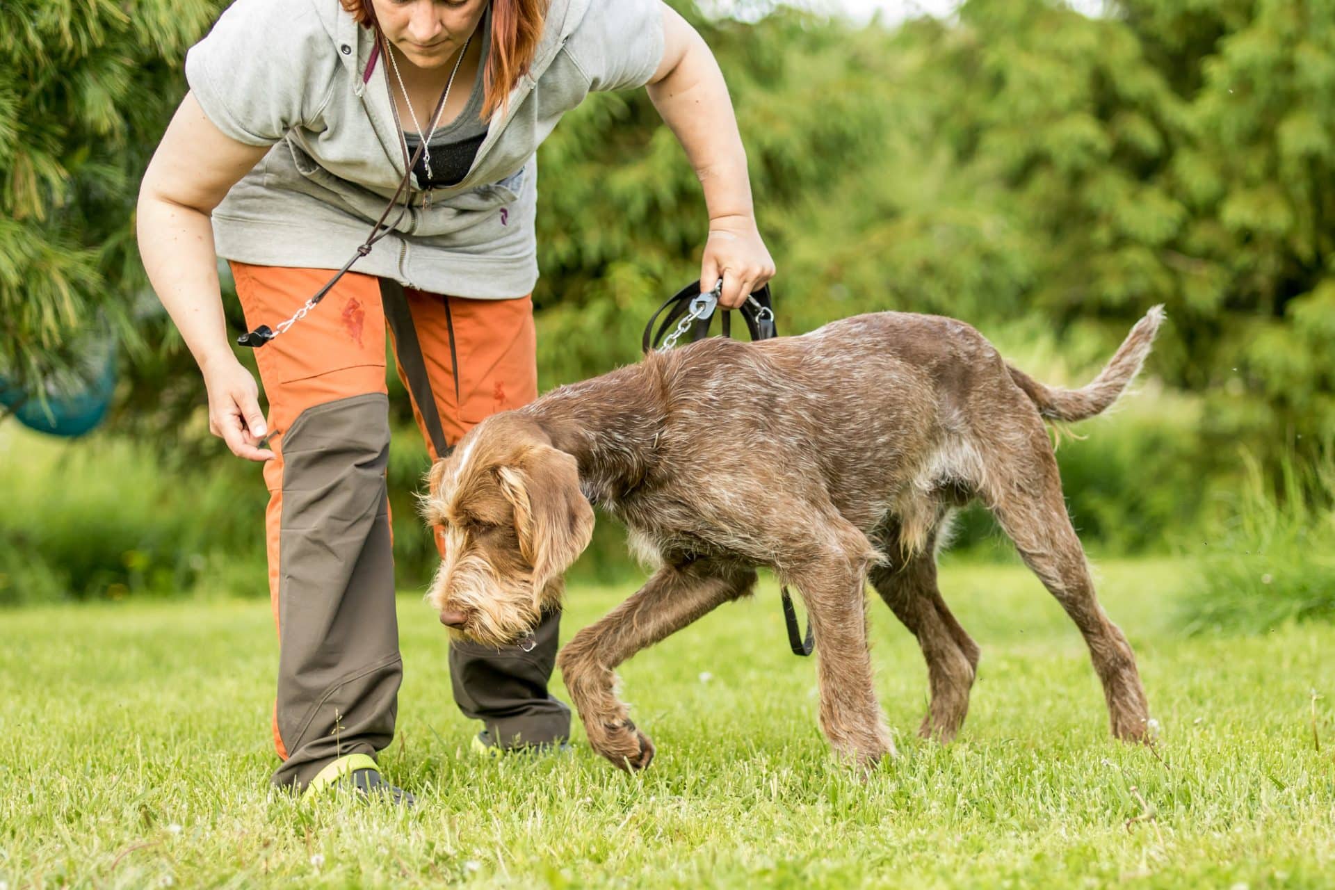 Spinone Italiano