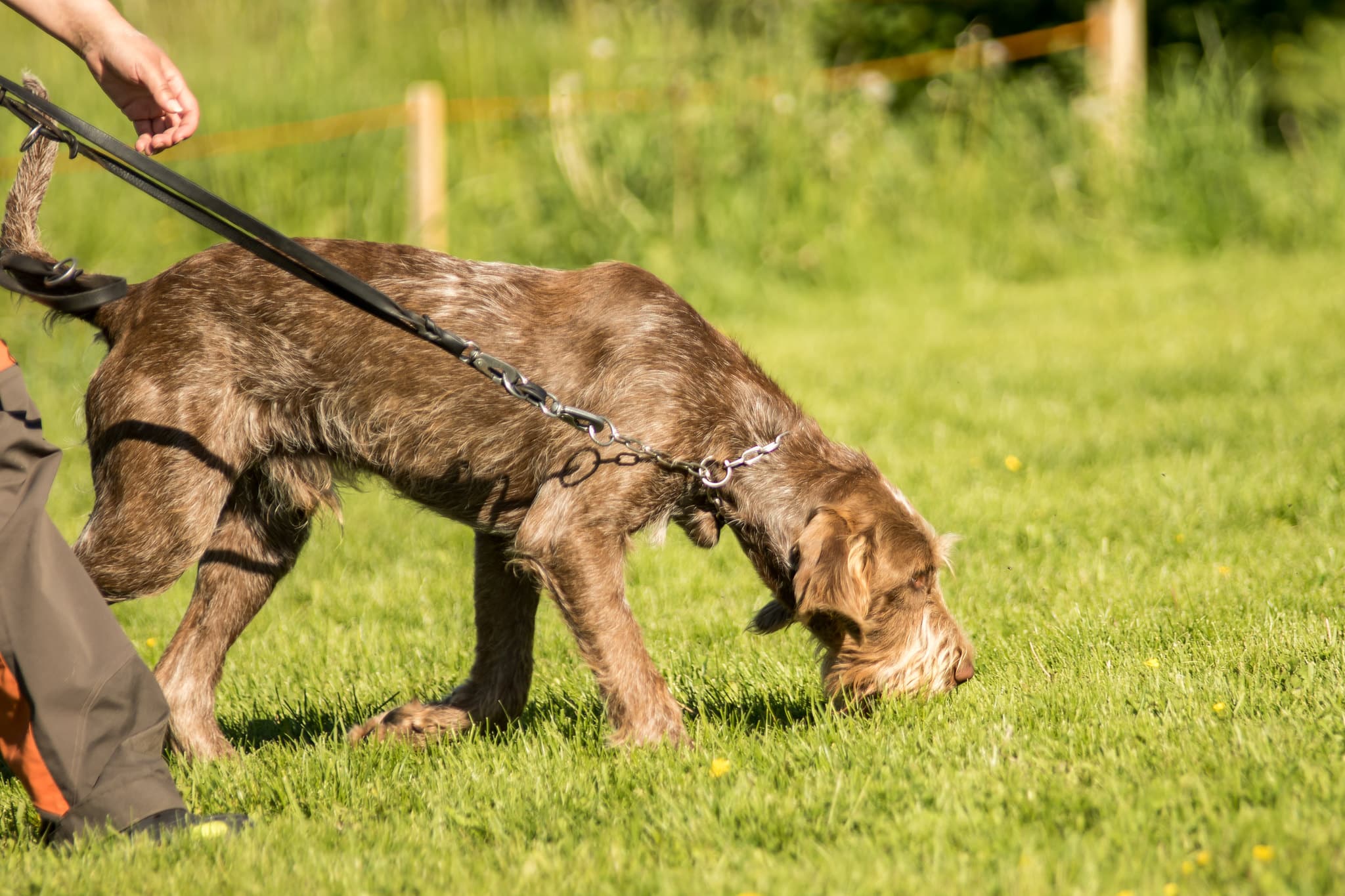 Spinone Italiano hondenras