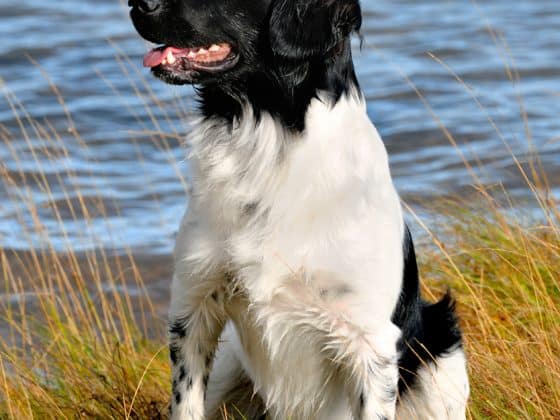 Stabyhoun hondenras