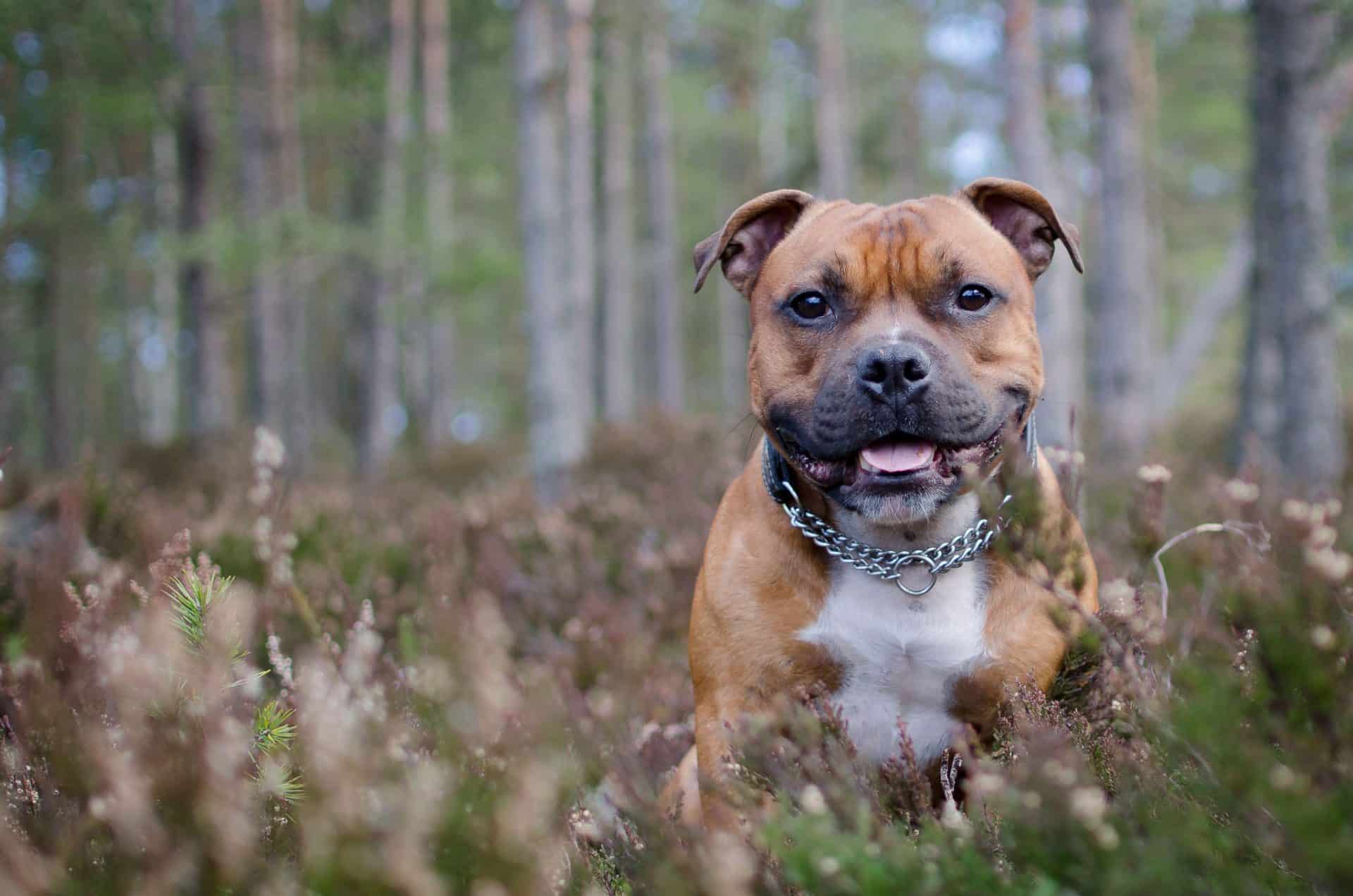Staffordshire Bull Terrier