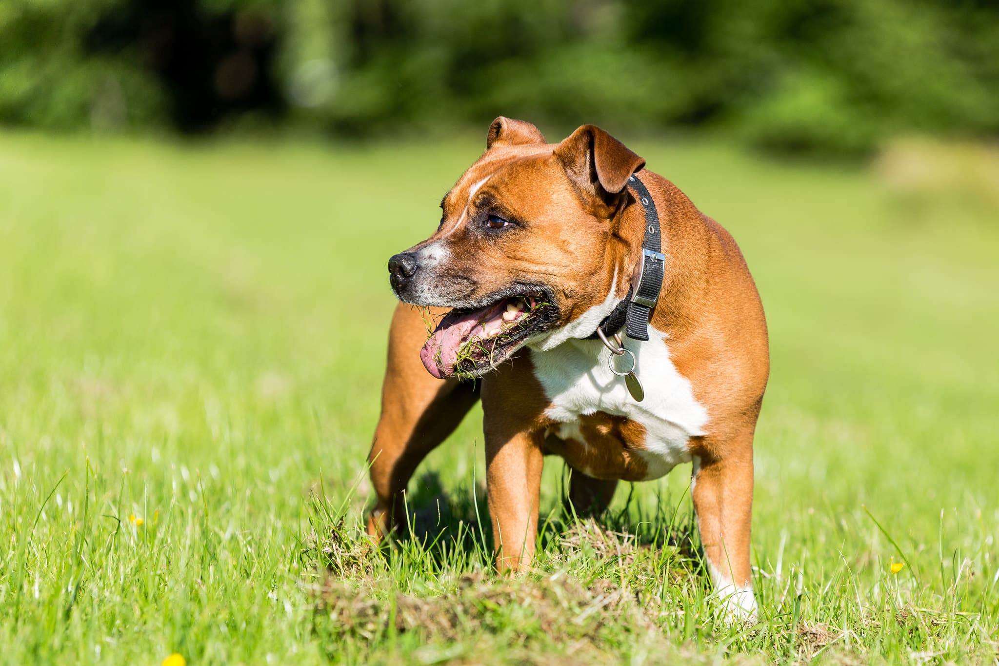 Staffordshire Bull Terrier hond