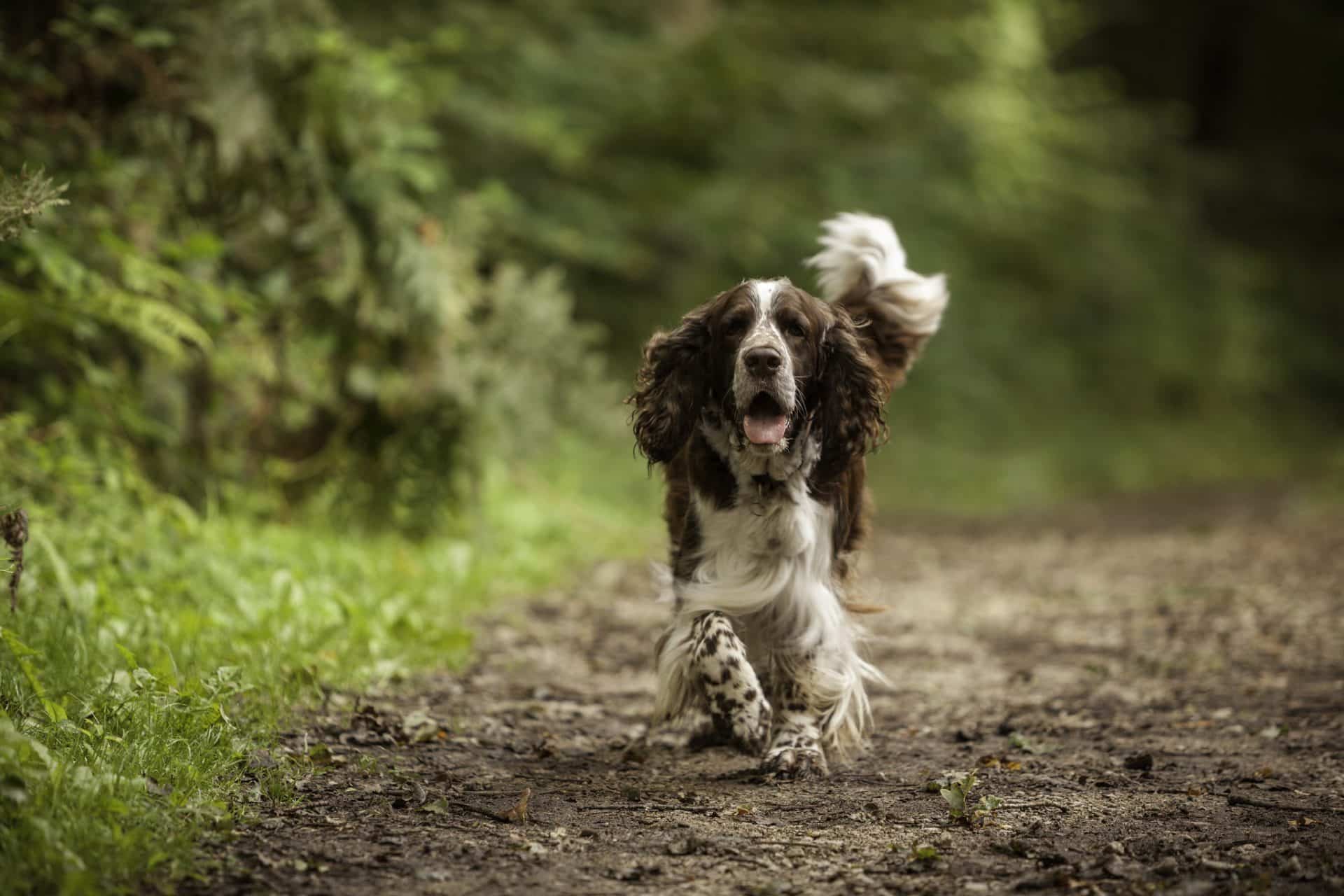 Sussex Spaniel