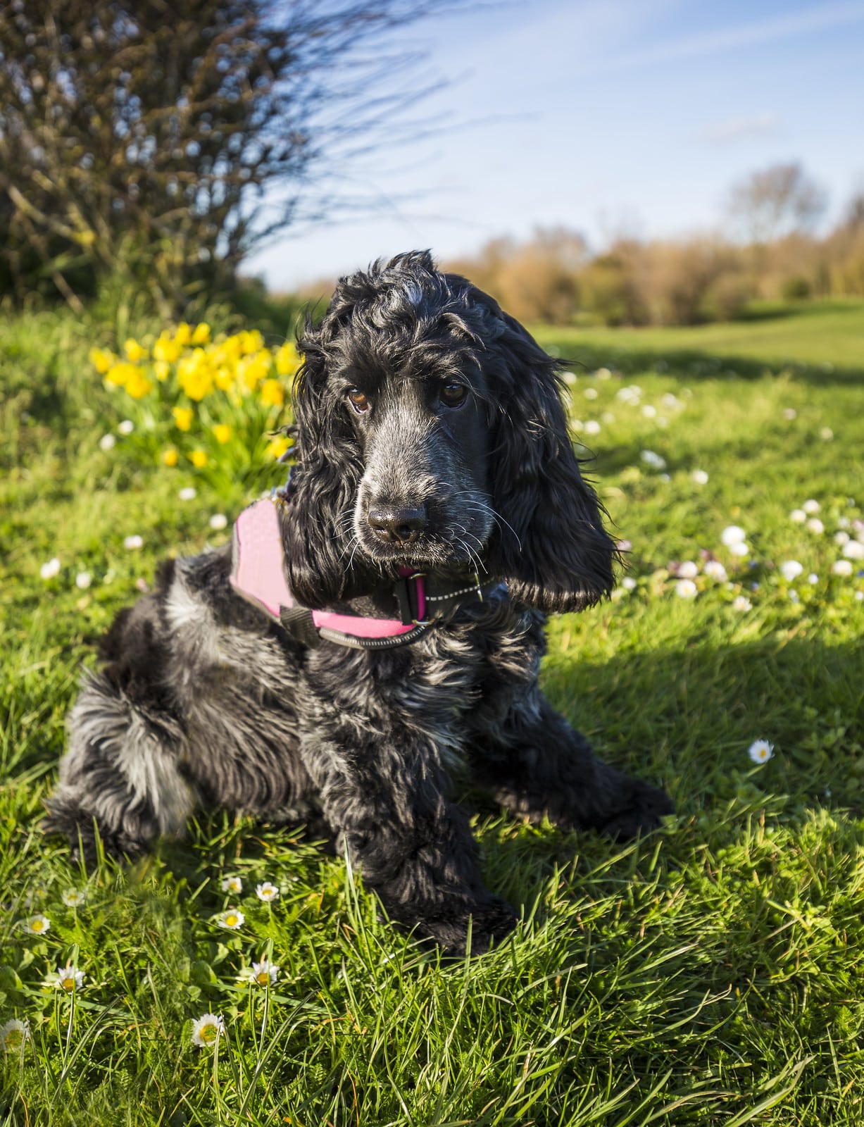 Sussex Spaniel pup