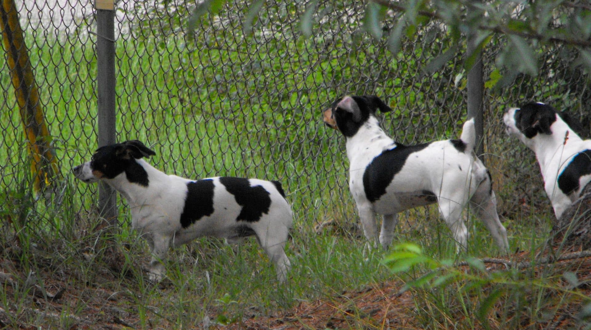 Teddy Roosevelt Terrier