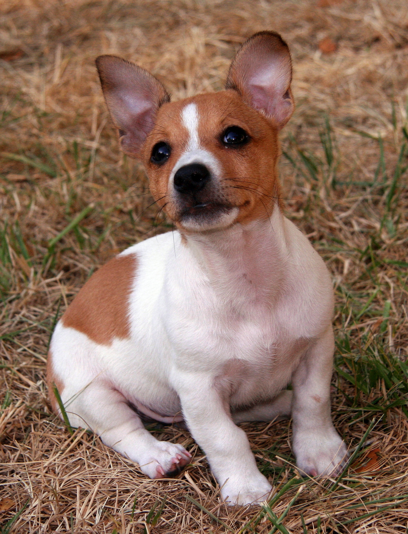 Teddy Roosevelt Terrier hond