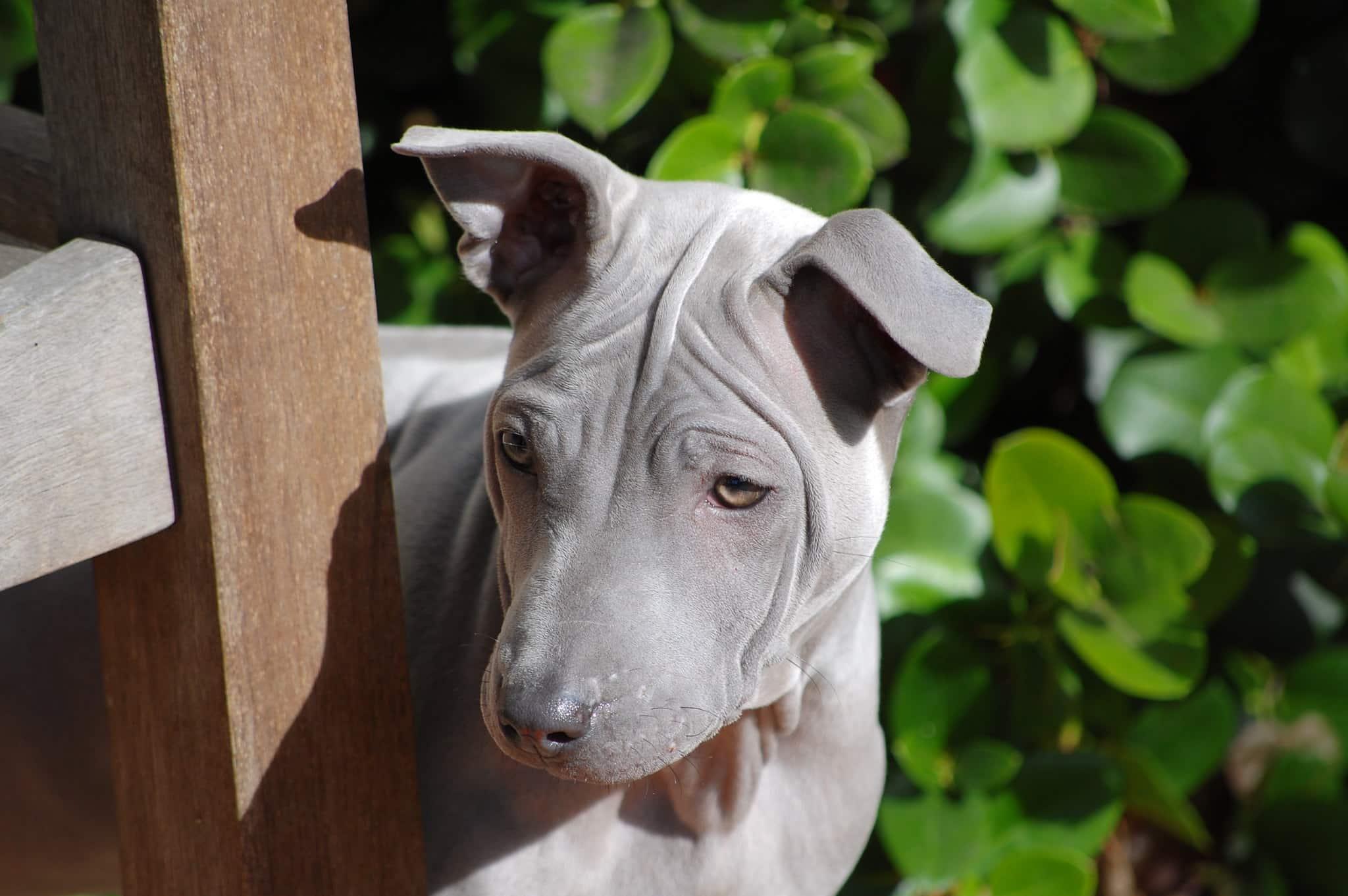 Thai Ridgeback hond