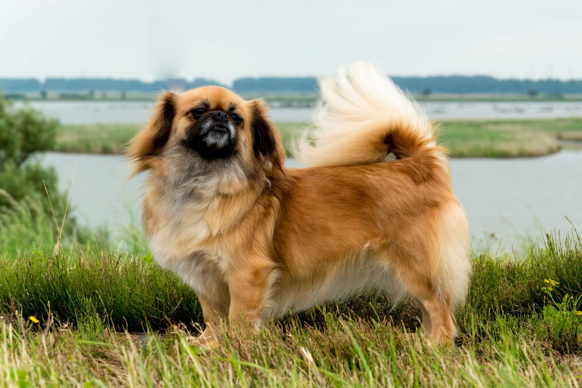 Tibetaanse Spaniel