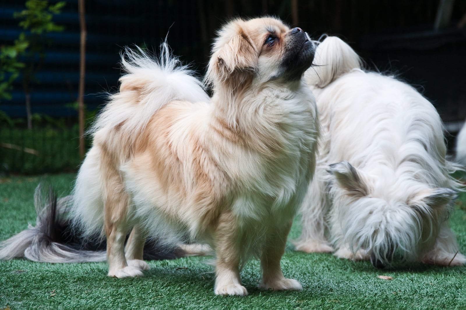 Tibetaanse Spaniel hondenras