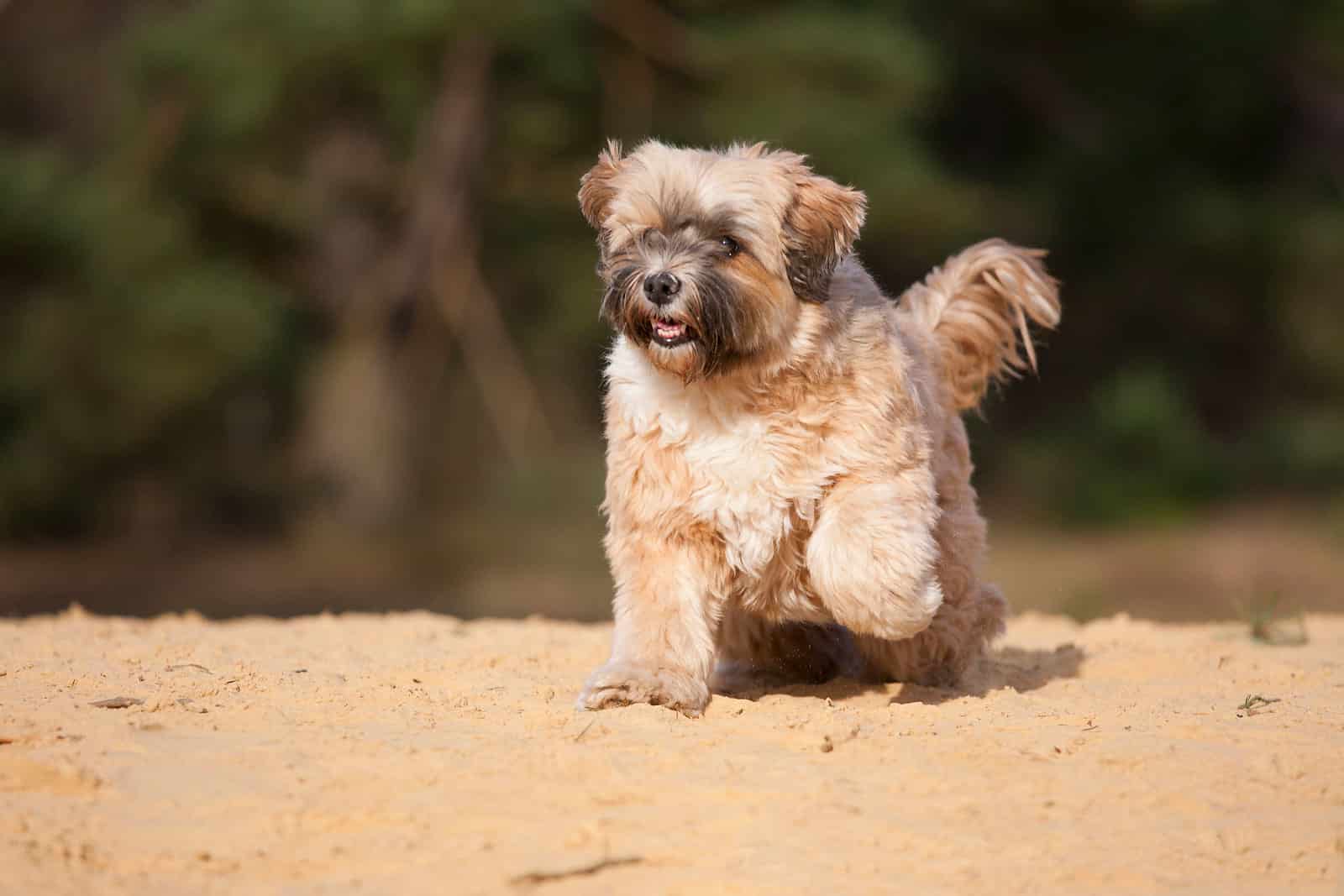 Tibetaanse terrier