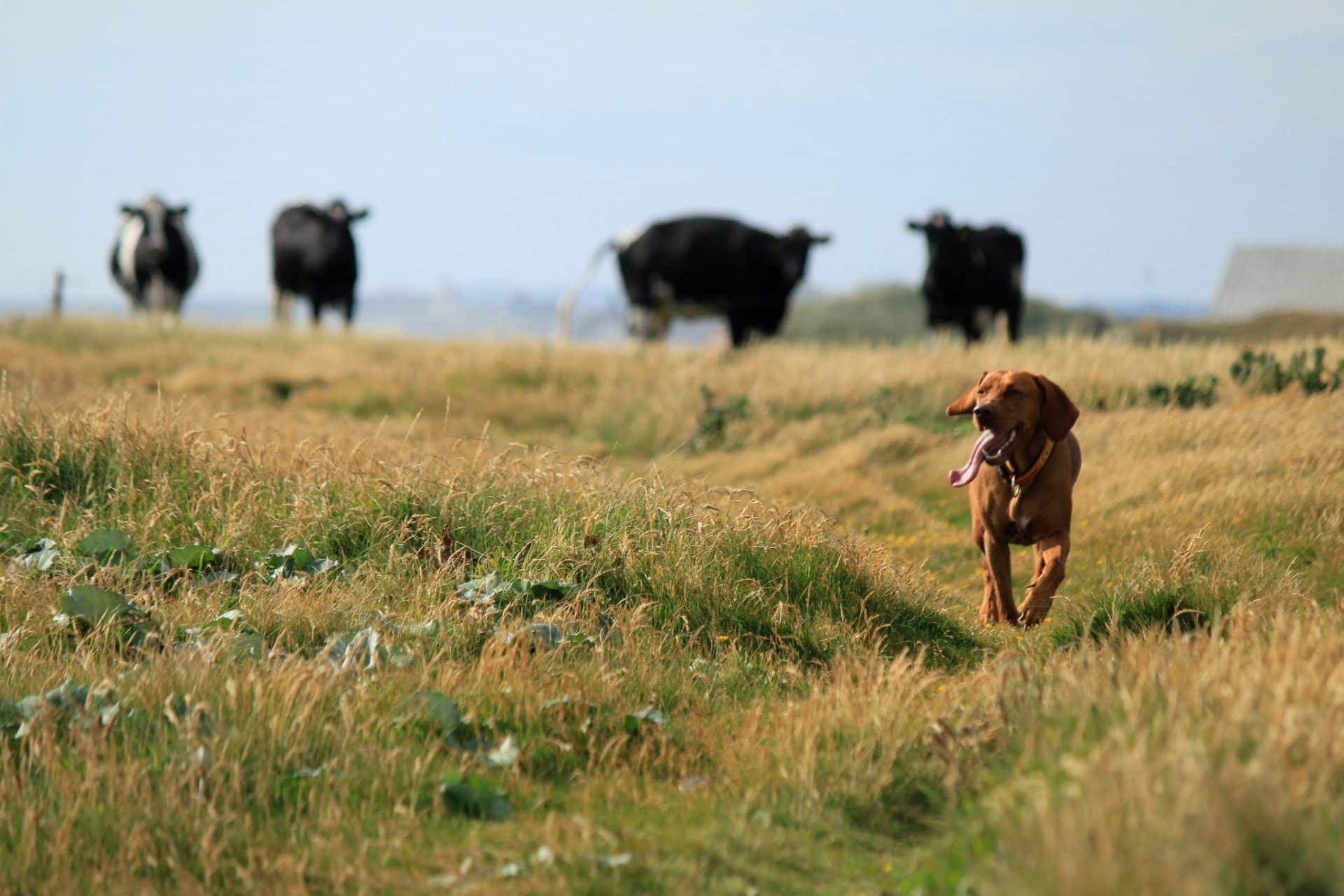 Vizsla