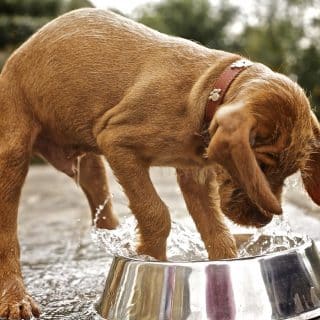 Vizsla Draadhaar pup