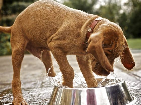 Vizsla Draadhaar pup