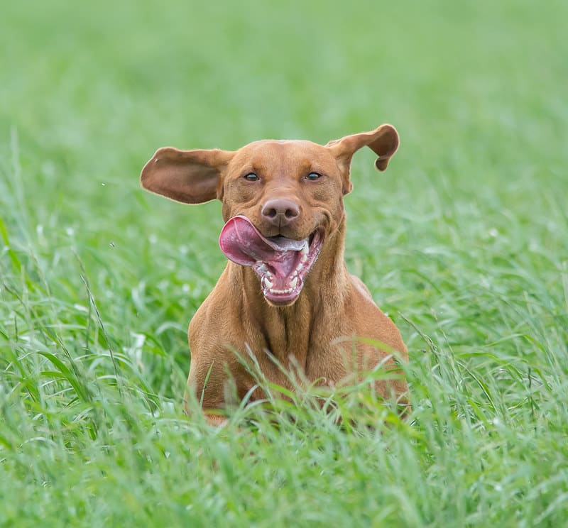 Vizsla hondenras