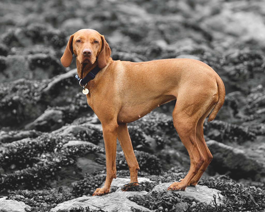 Vizsla pup