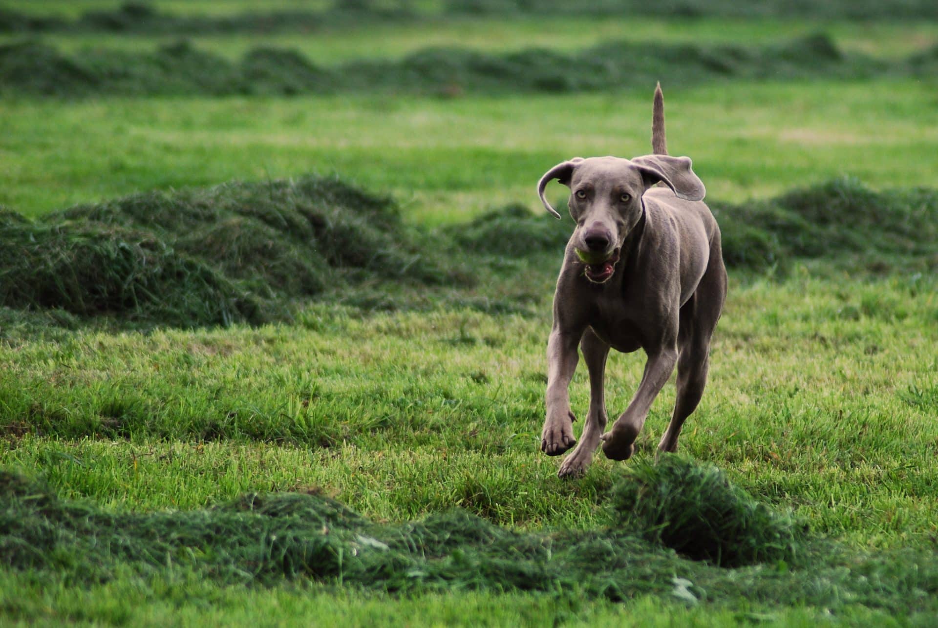 Weimaraner