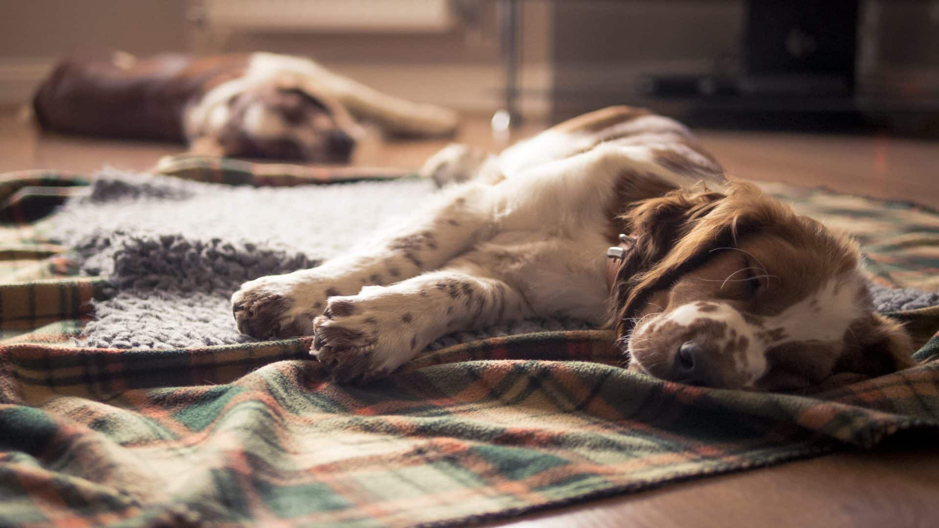 Welsh Springer Spaniel