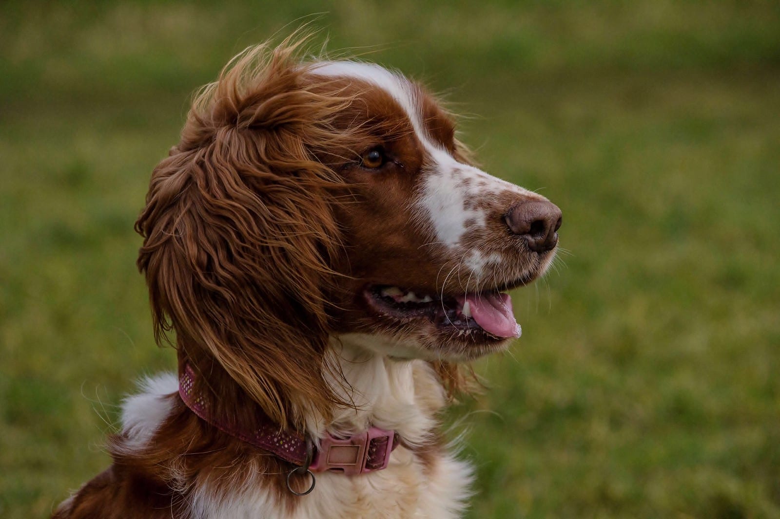 Welsh Springer Spaniel ras