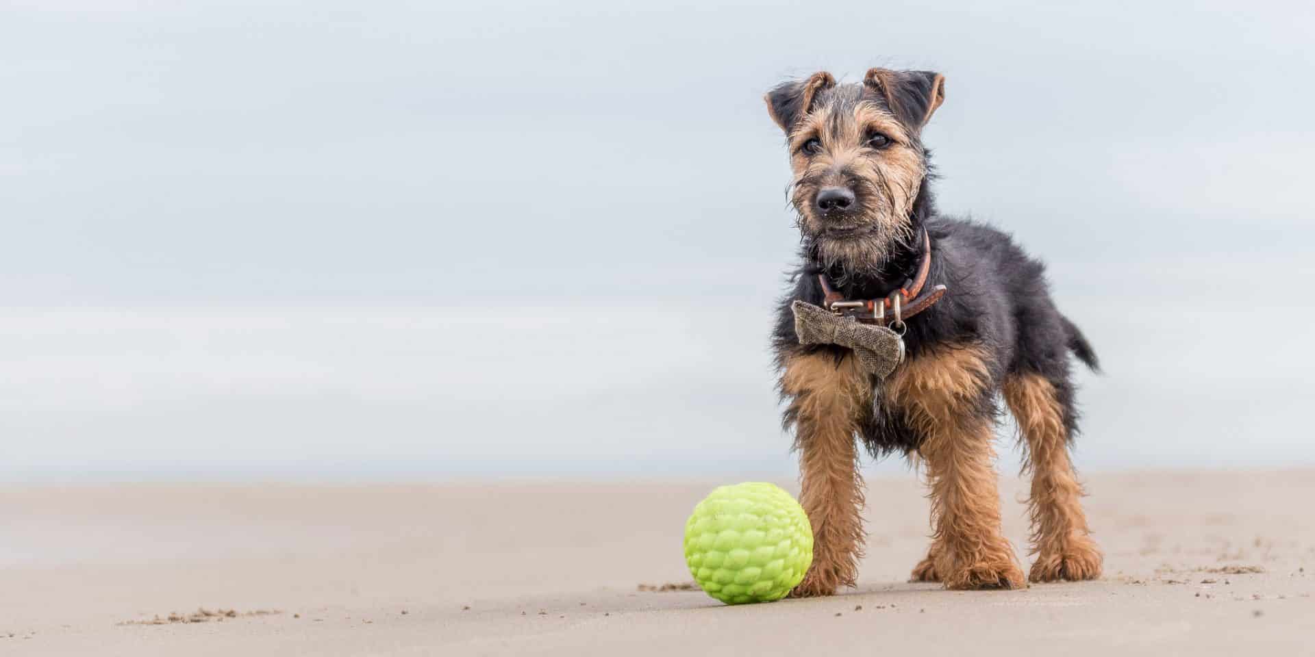Welsh Terrier