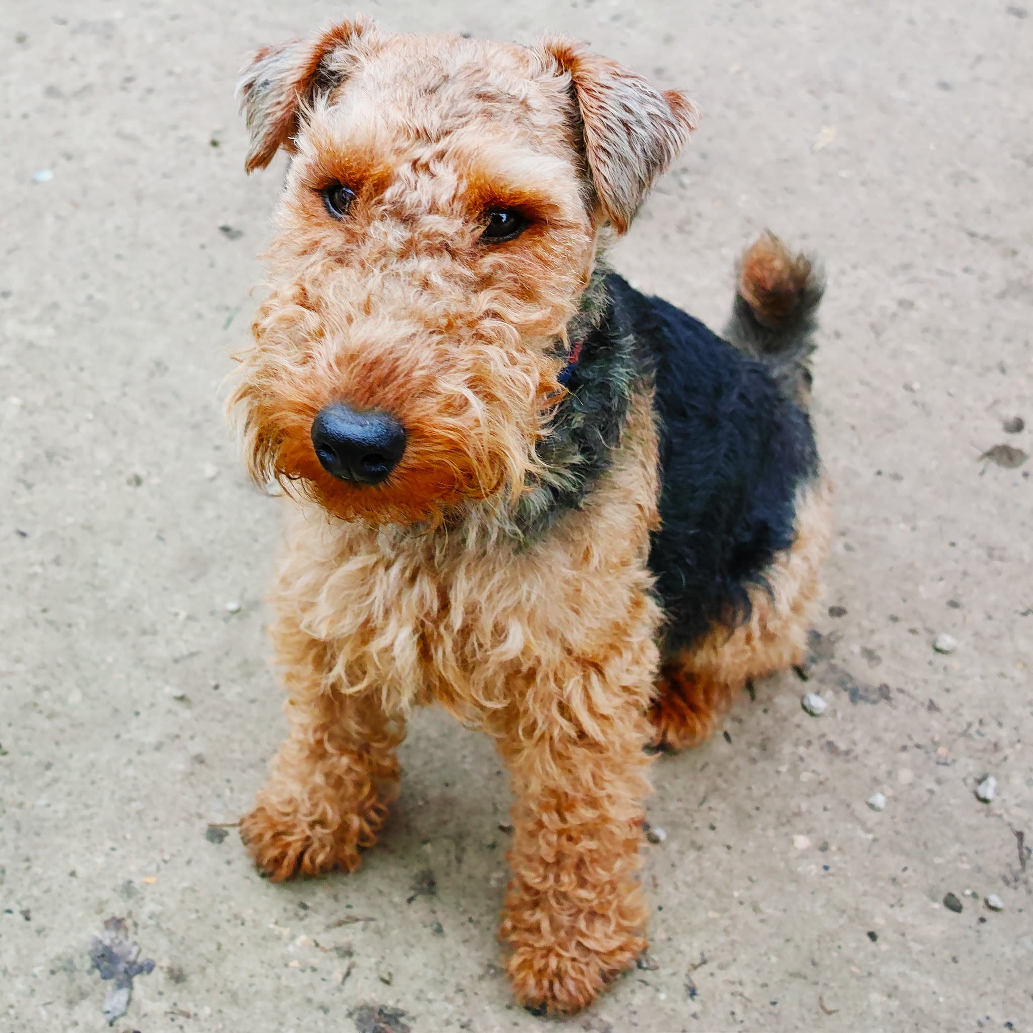 Welsh Terrier hondenras