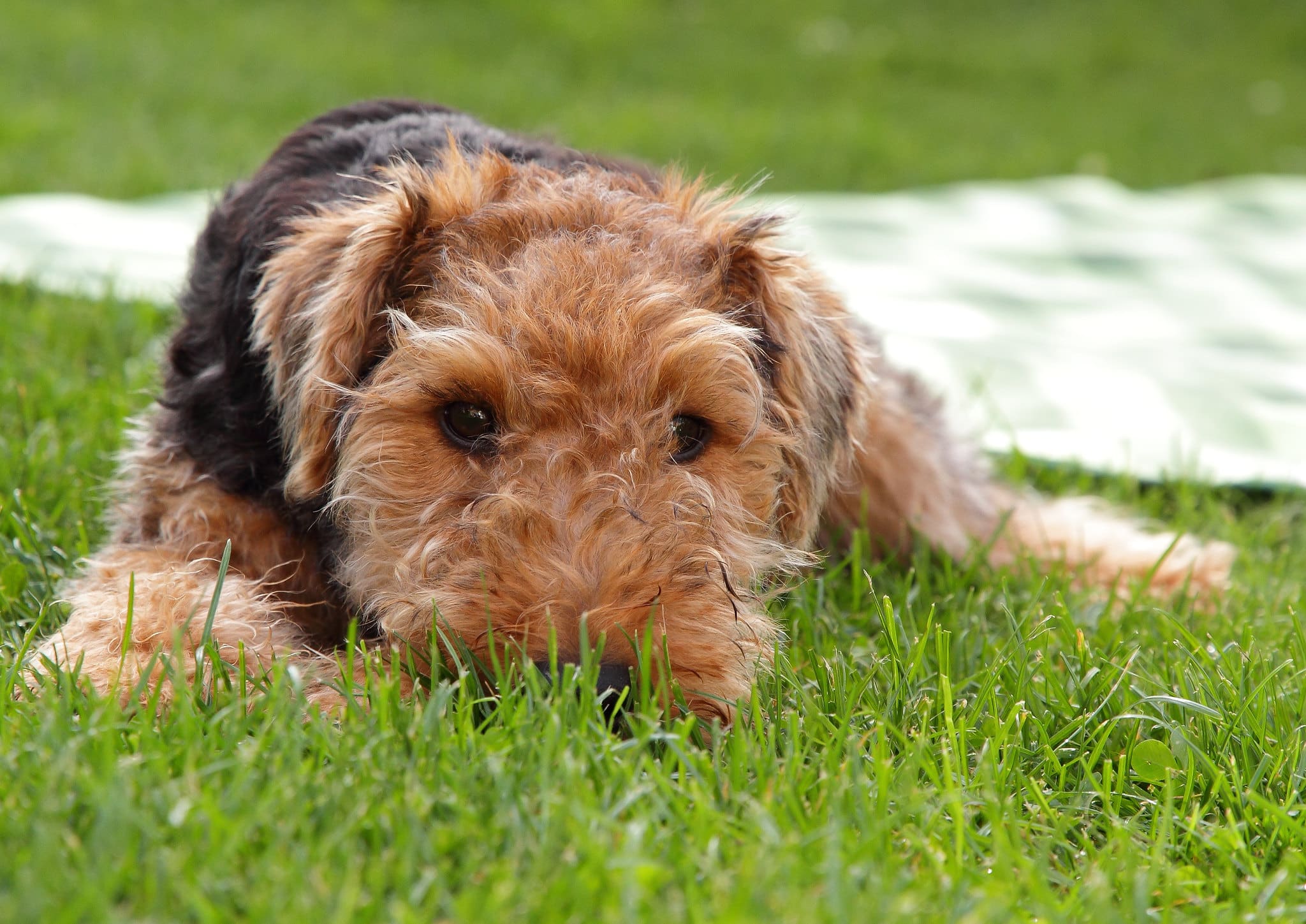 Welsh Terrier pup