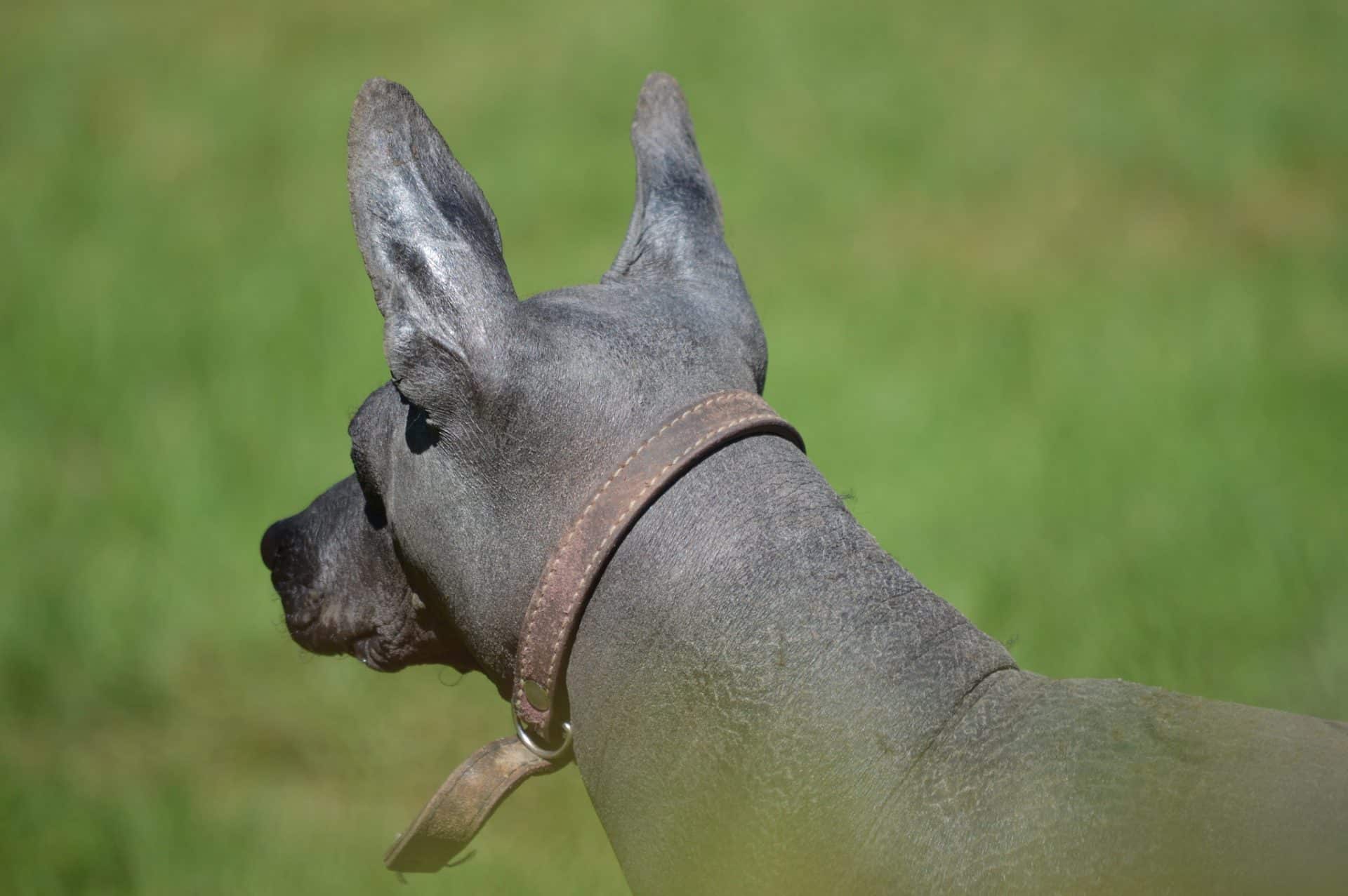 Xoloitzcuintli