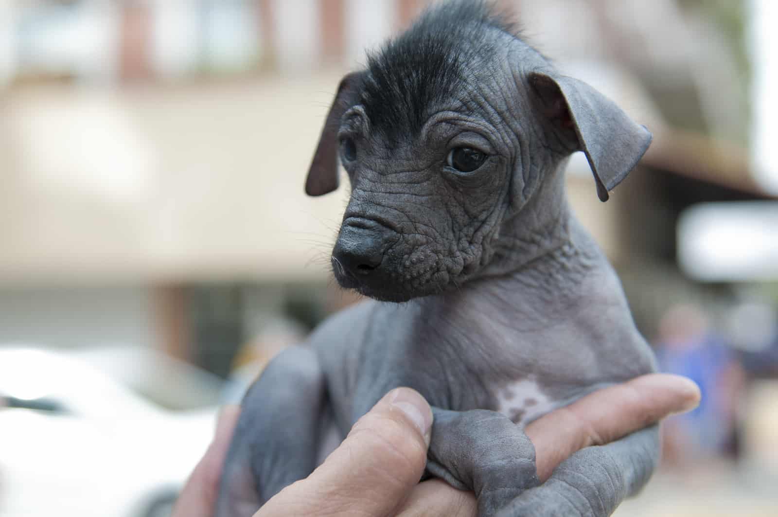 Xoloitzcuintli pup