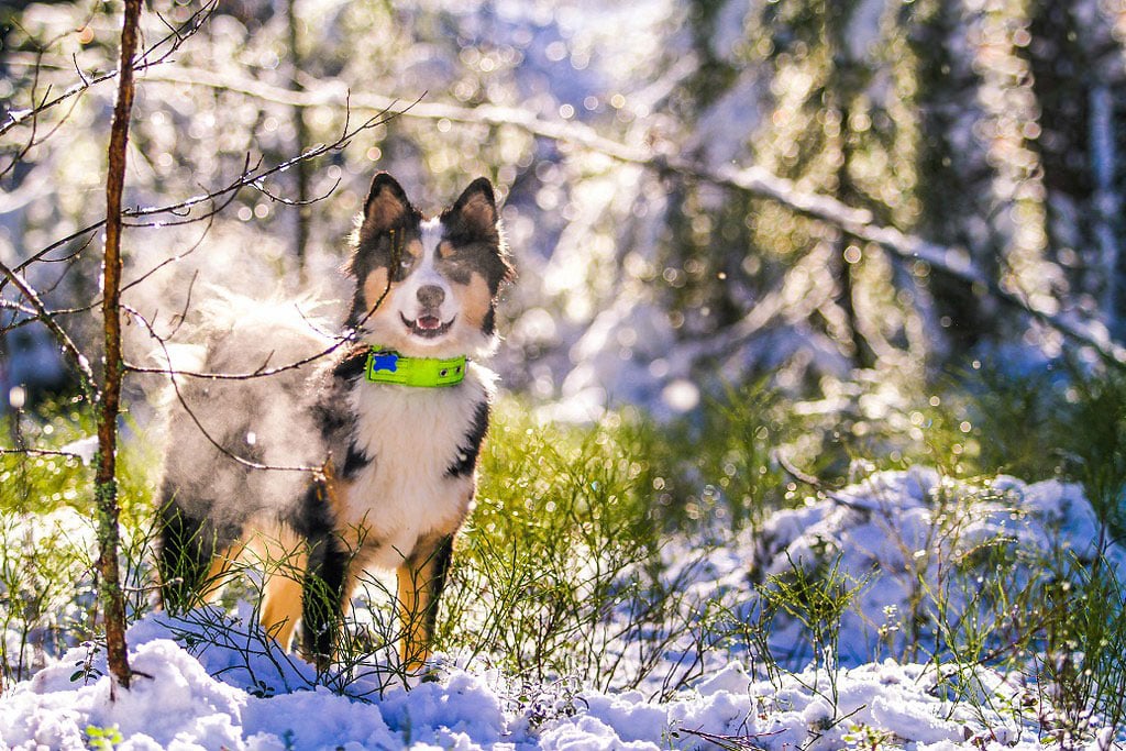 Yakutian Laika hondenras