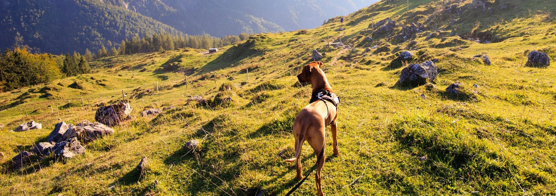 deense dog hondenras