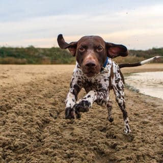 dingen duitse staande korthaar
