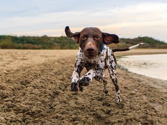 dingen duitse staande korthaar