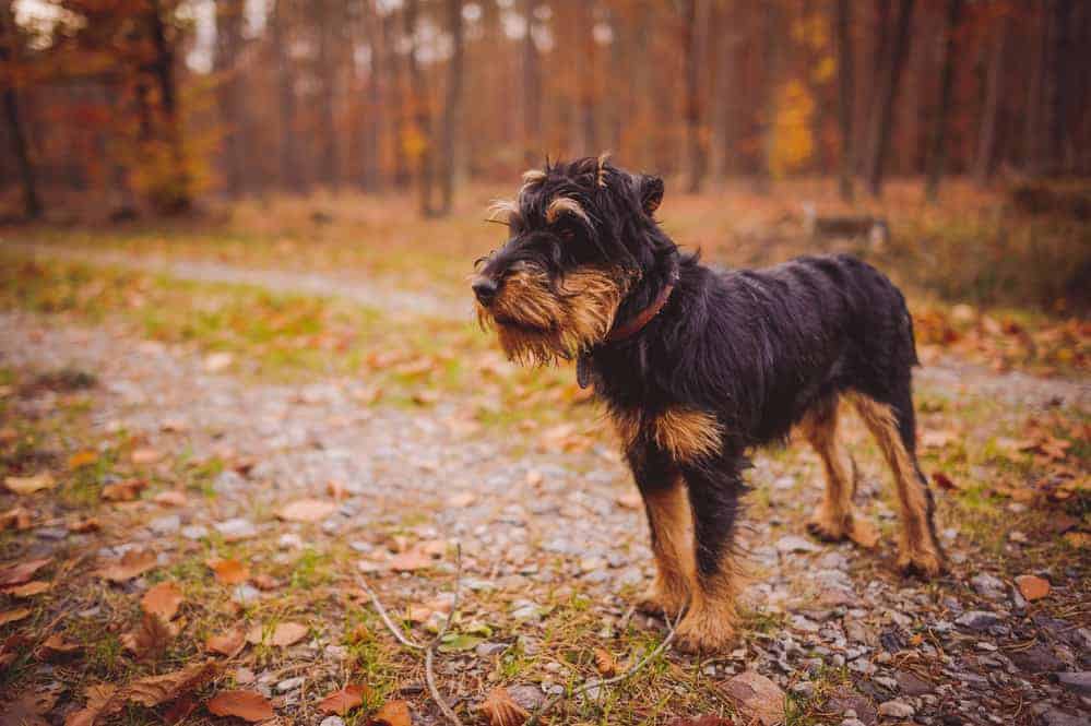 duitse jachtterrier hondenras