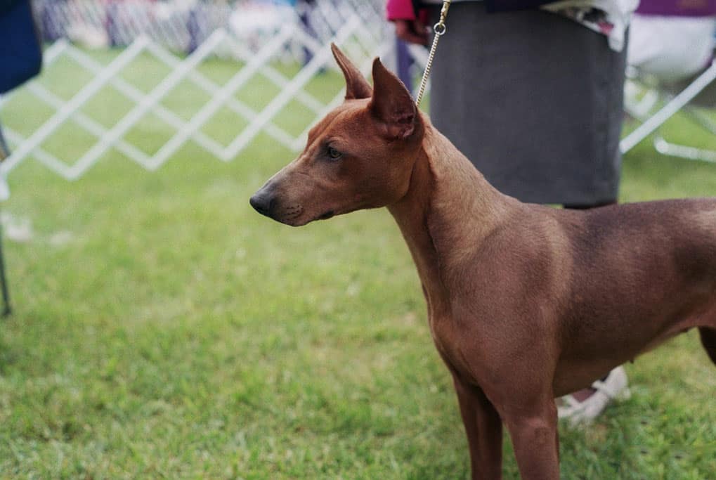 duitse pinscher