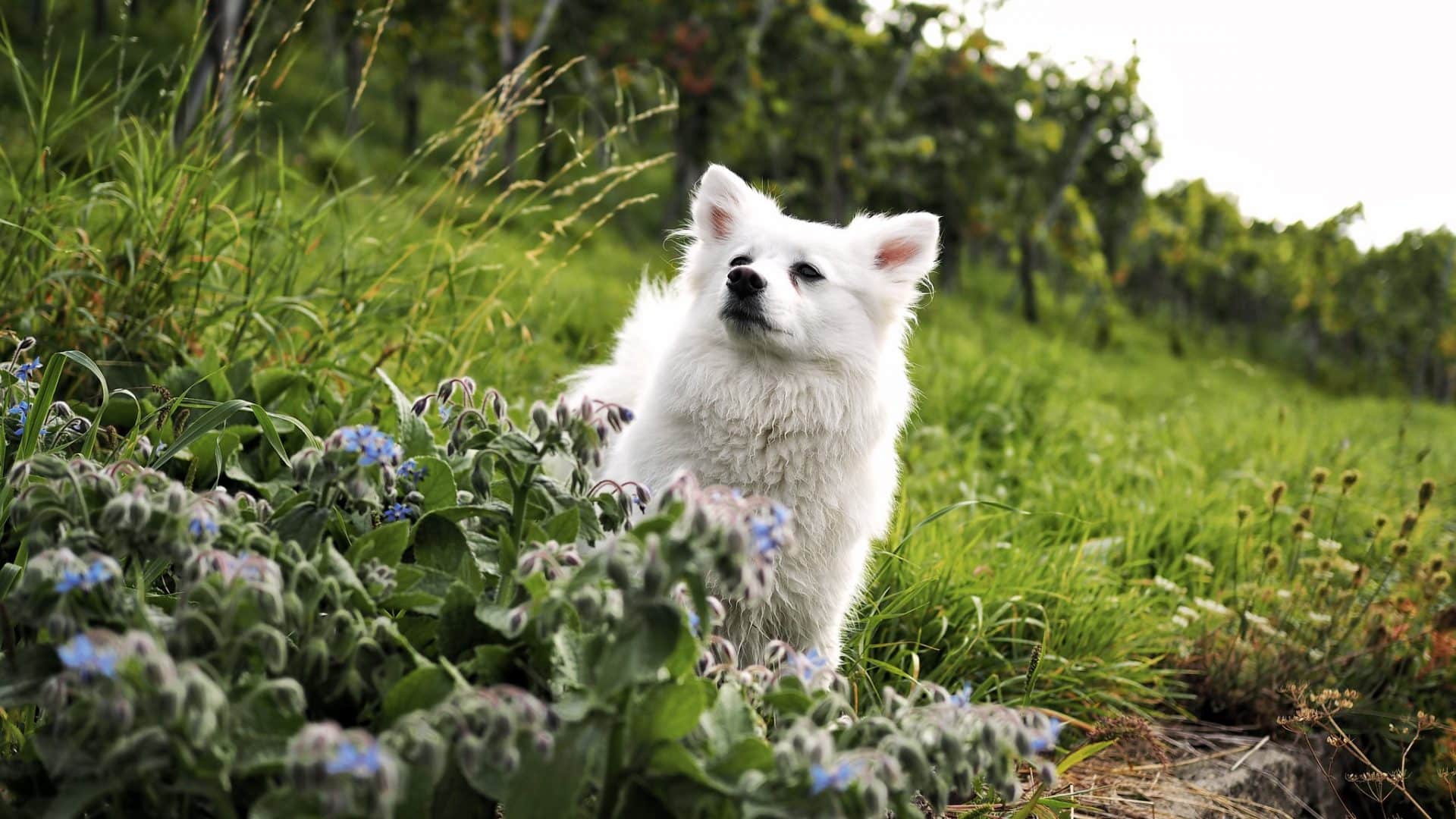 duitse spitz hondenras