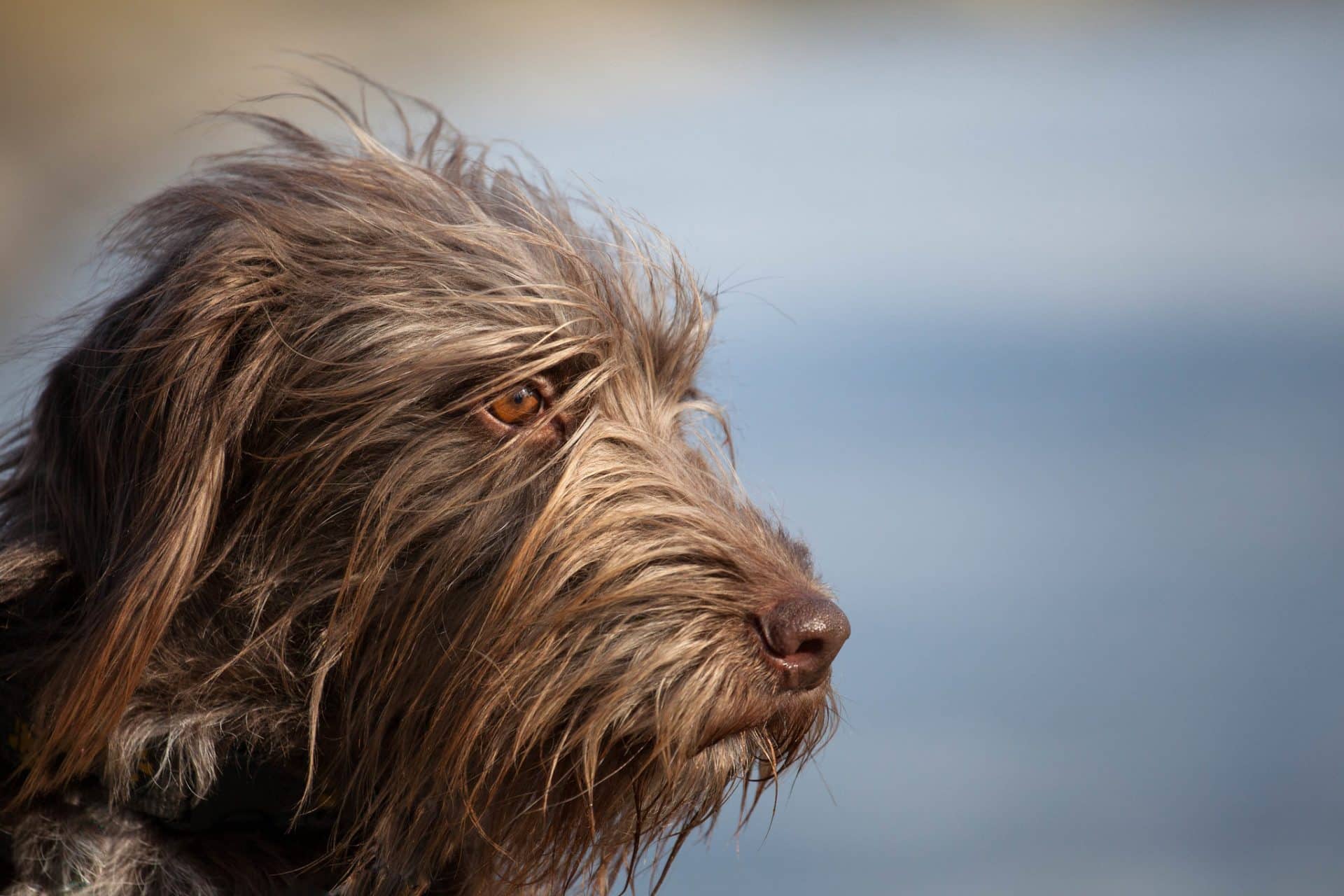 duitse staande draadhaar hond
