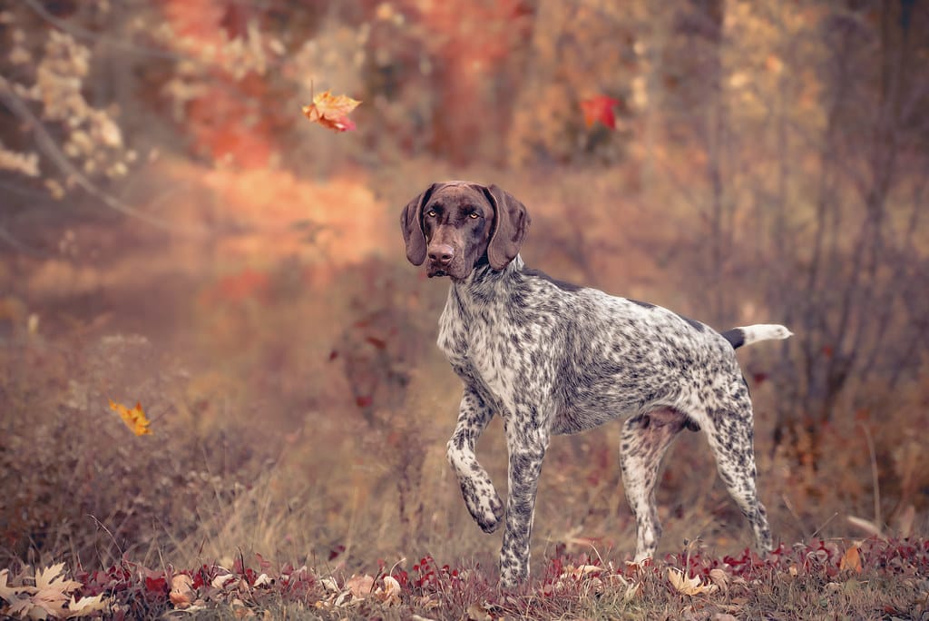 duitse staander korthaar hond