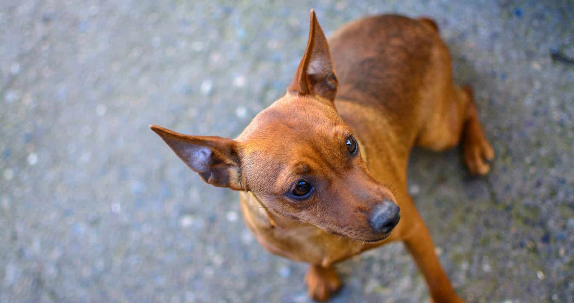 dwergpinscher hondenras