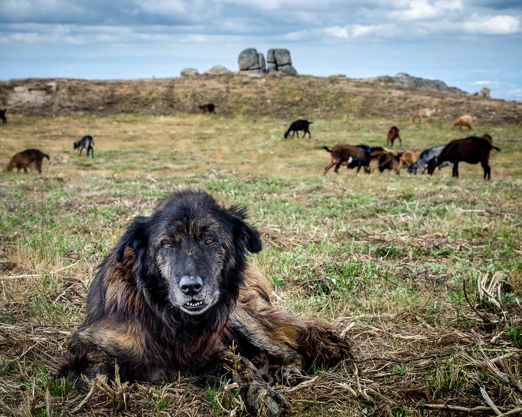 estrela sennenhond