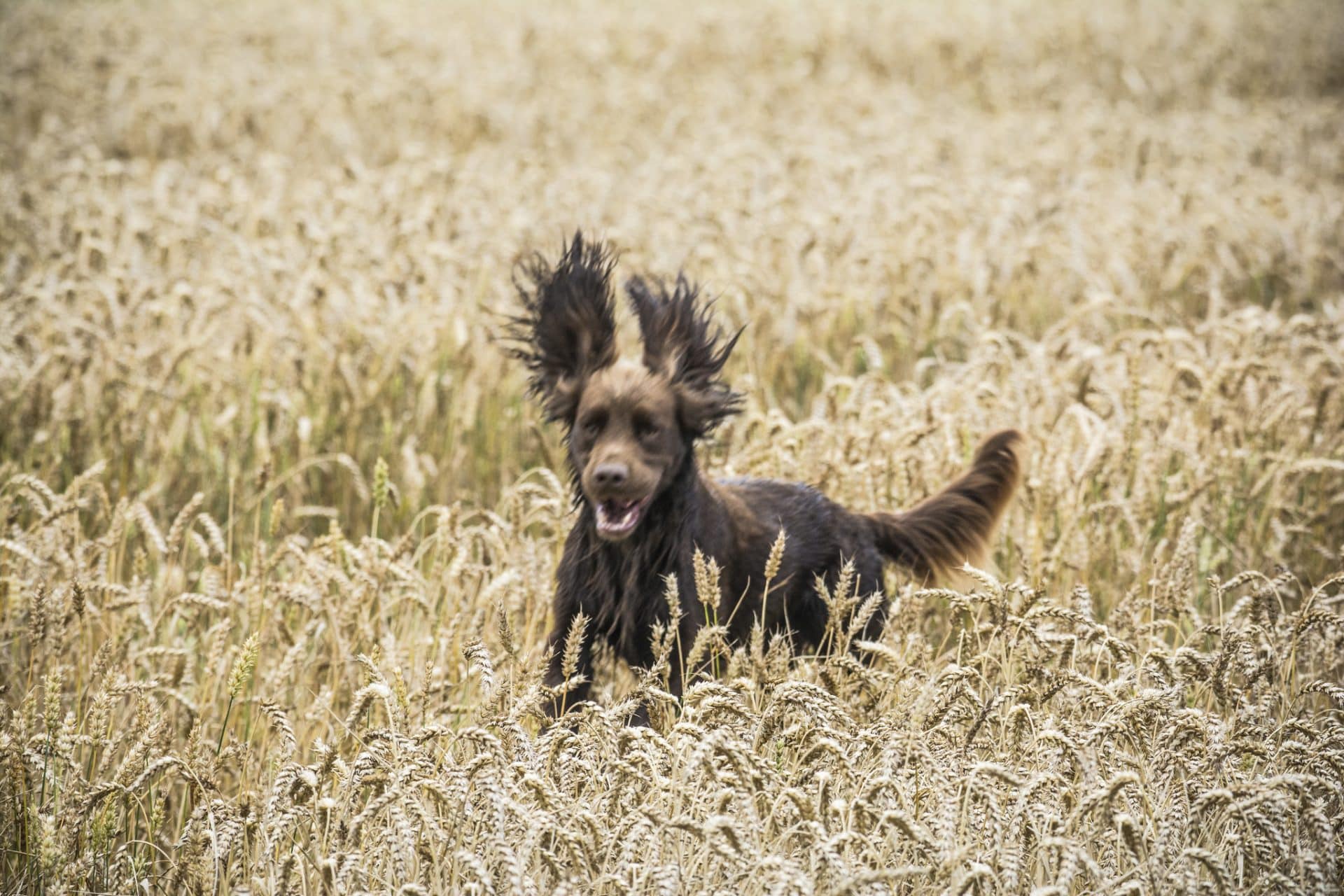fieldspaniel hondenras