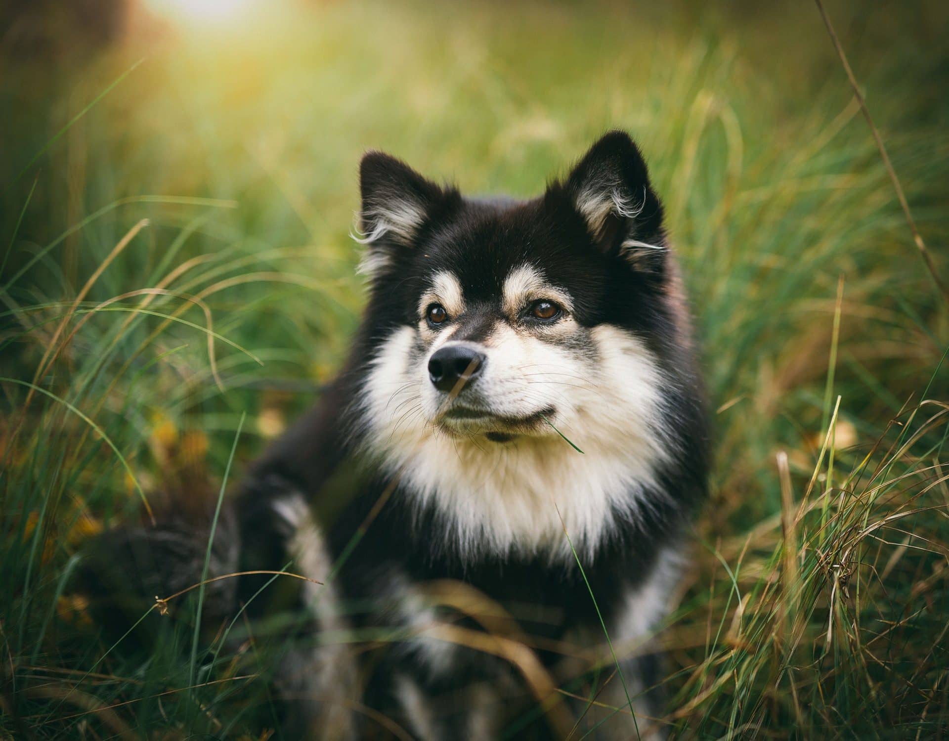 finse lappenhond hondenras