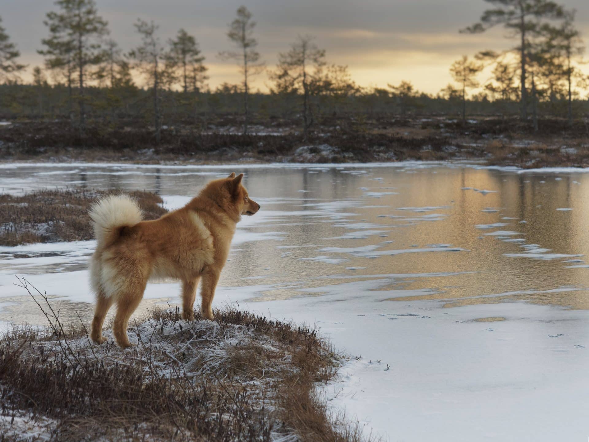 finse spitz hondenras