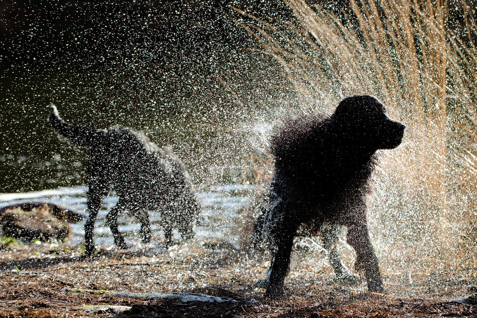 flatcoated retriever hondenras