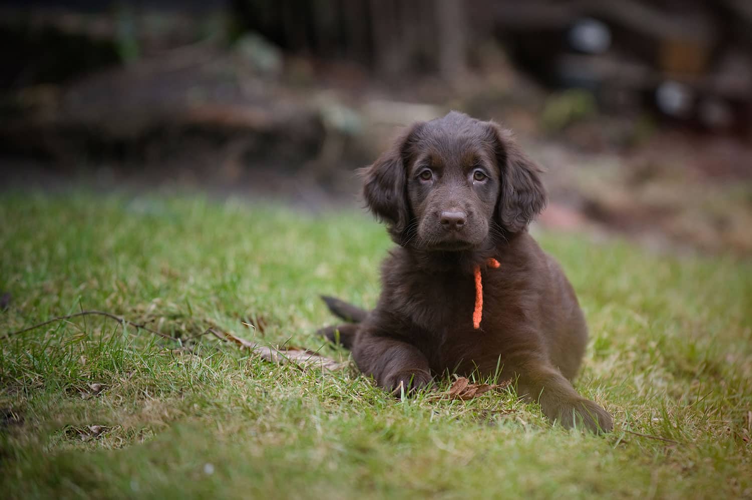 flatcoated retriever