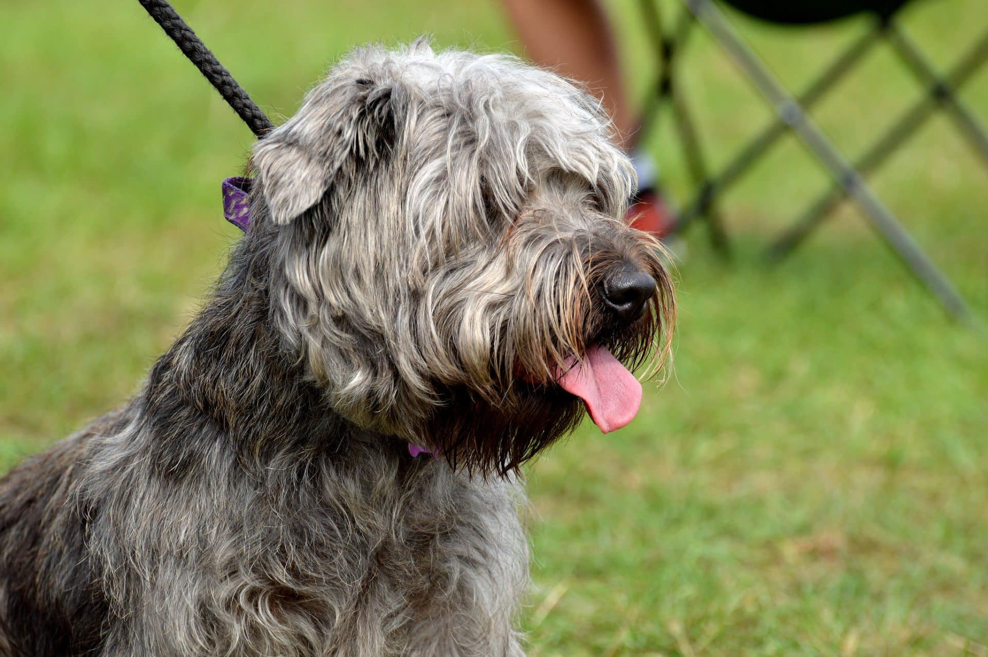 glen of imaal terrier hondenras